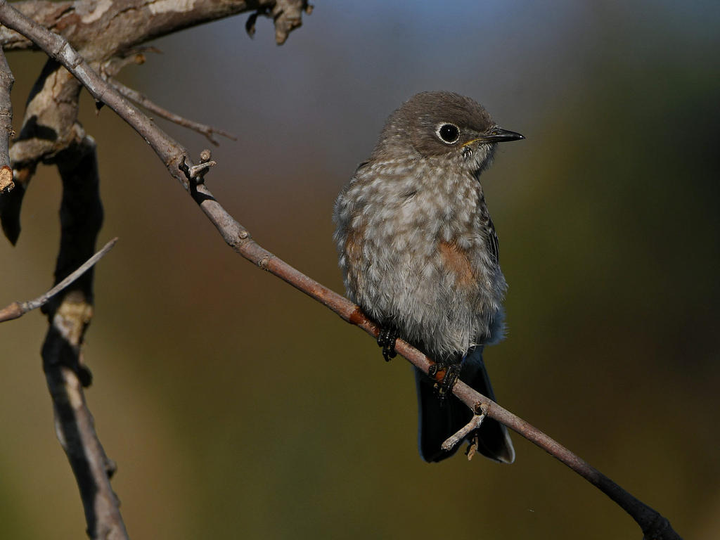 Bluebird4.jpg