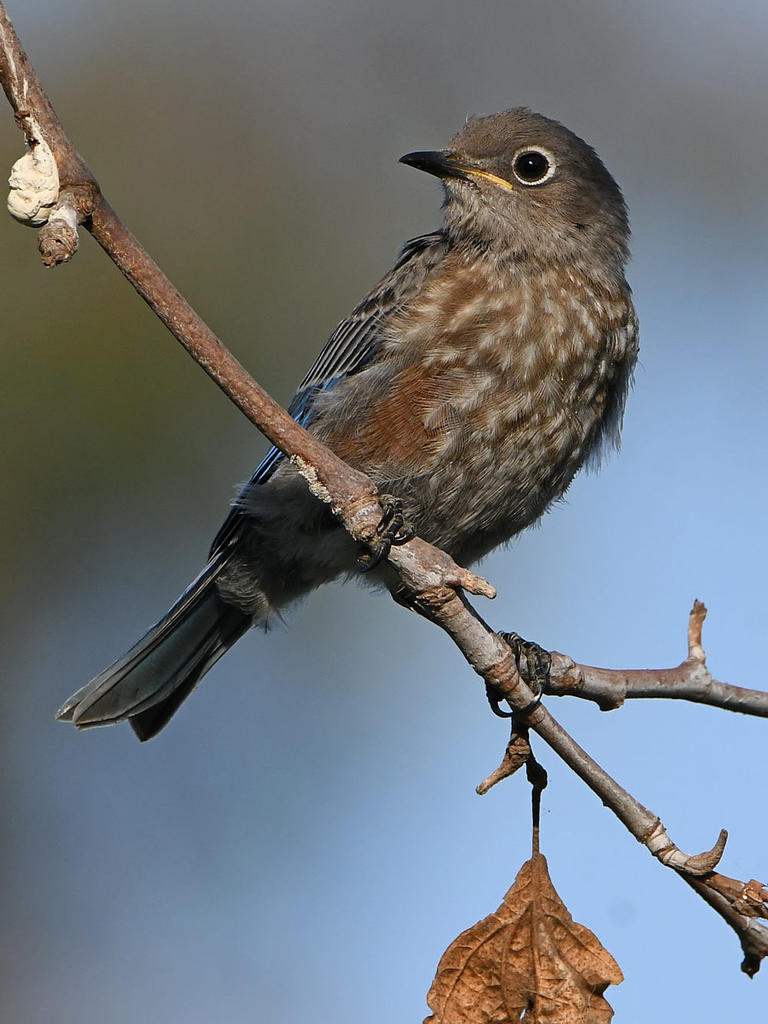 Bluebird4.jpg