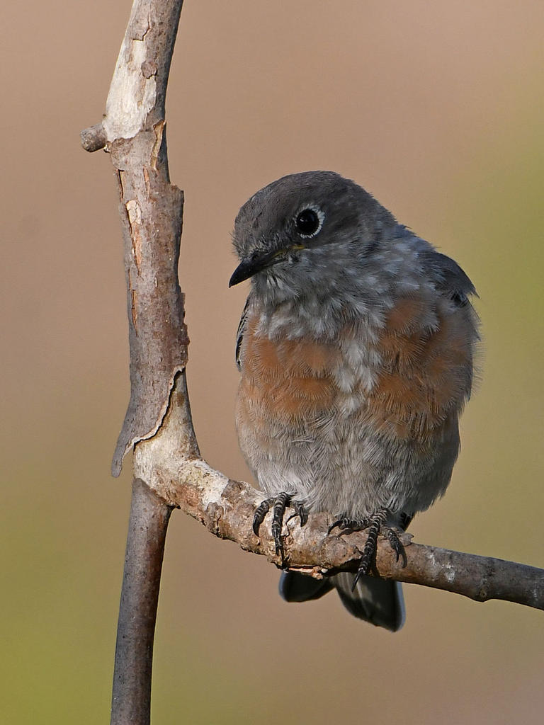 Bluebird4.jpg