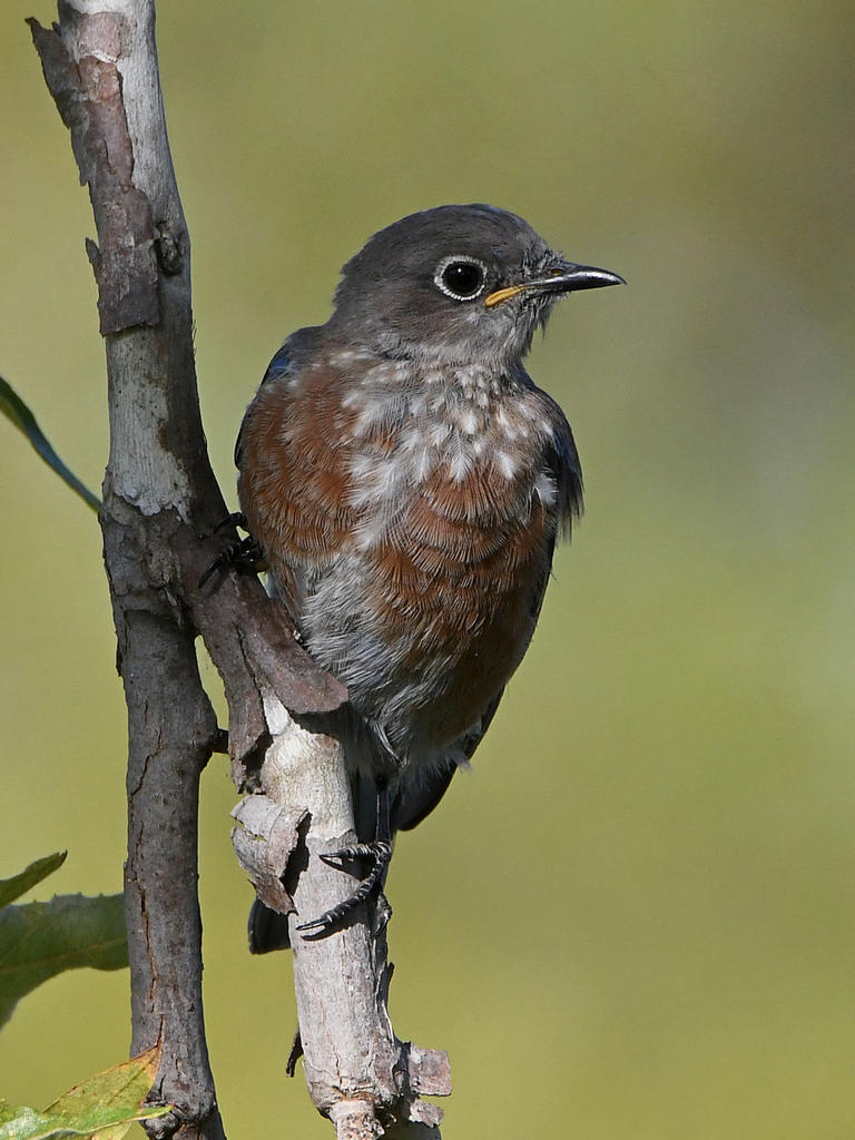 Bluebird4.jpg