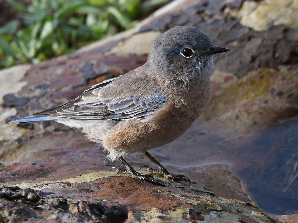 Bluebird4.jpg