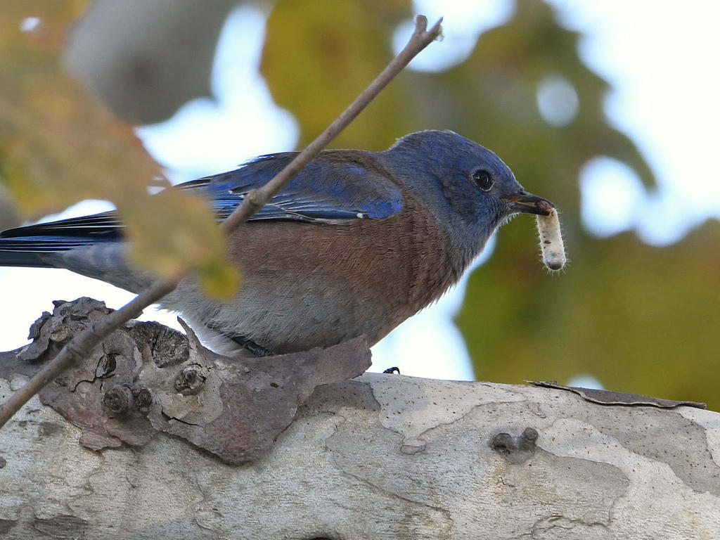Bluebird4.jpg