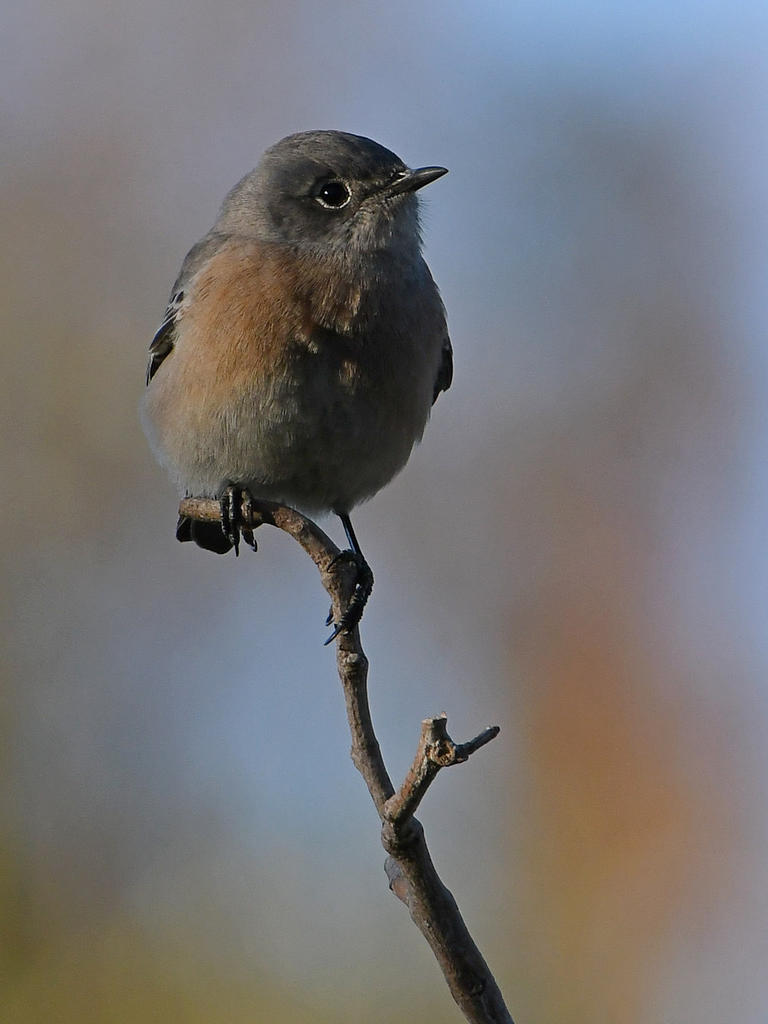 BlueBird4.jpg