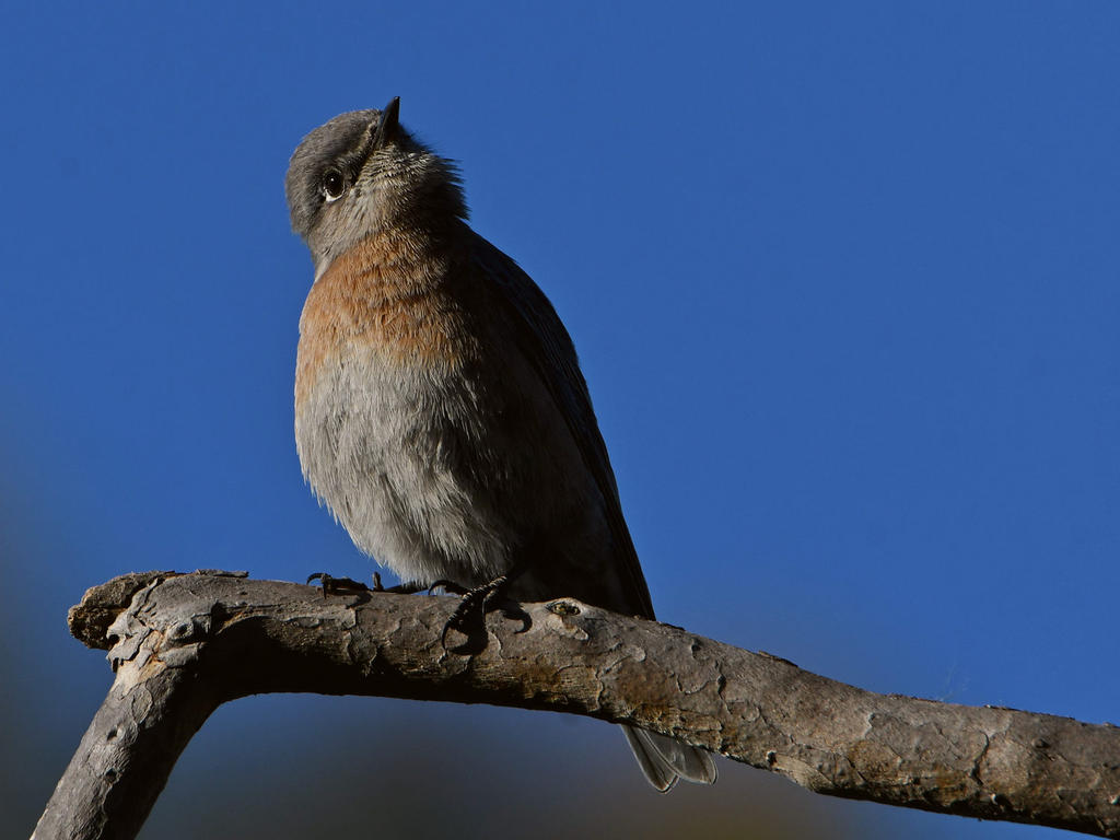 Bluebird4.jpg