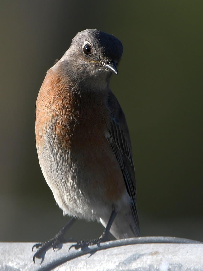 Bluebird4.jpg
