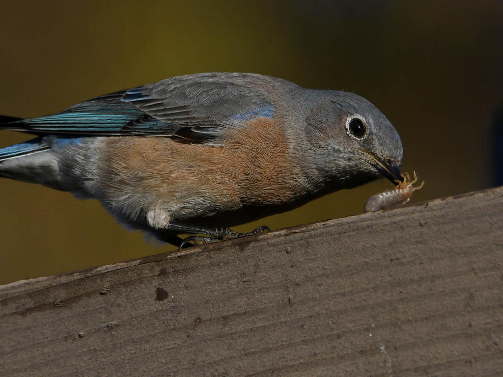 Bluebird4.jpg