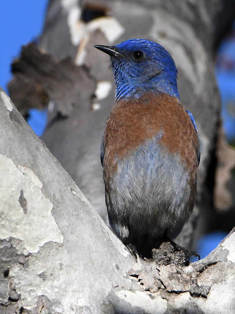 Bluebird4.jpg