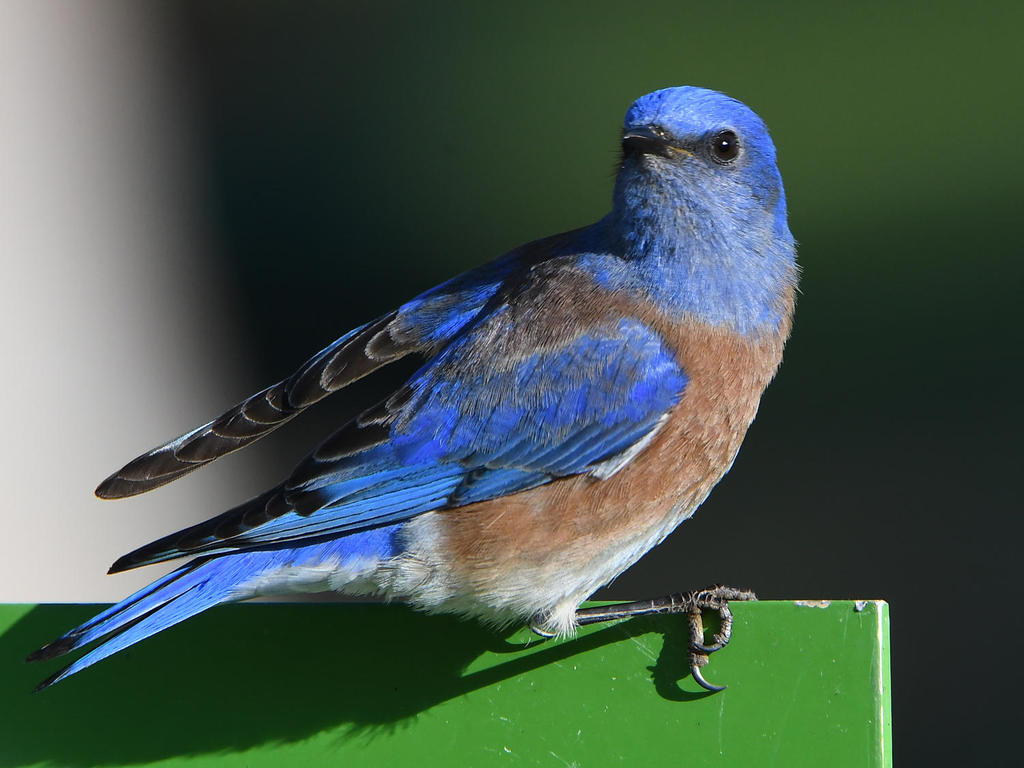 Bluebird4.jpg