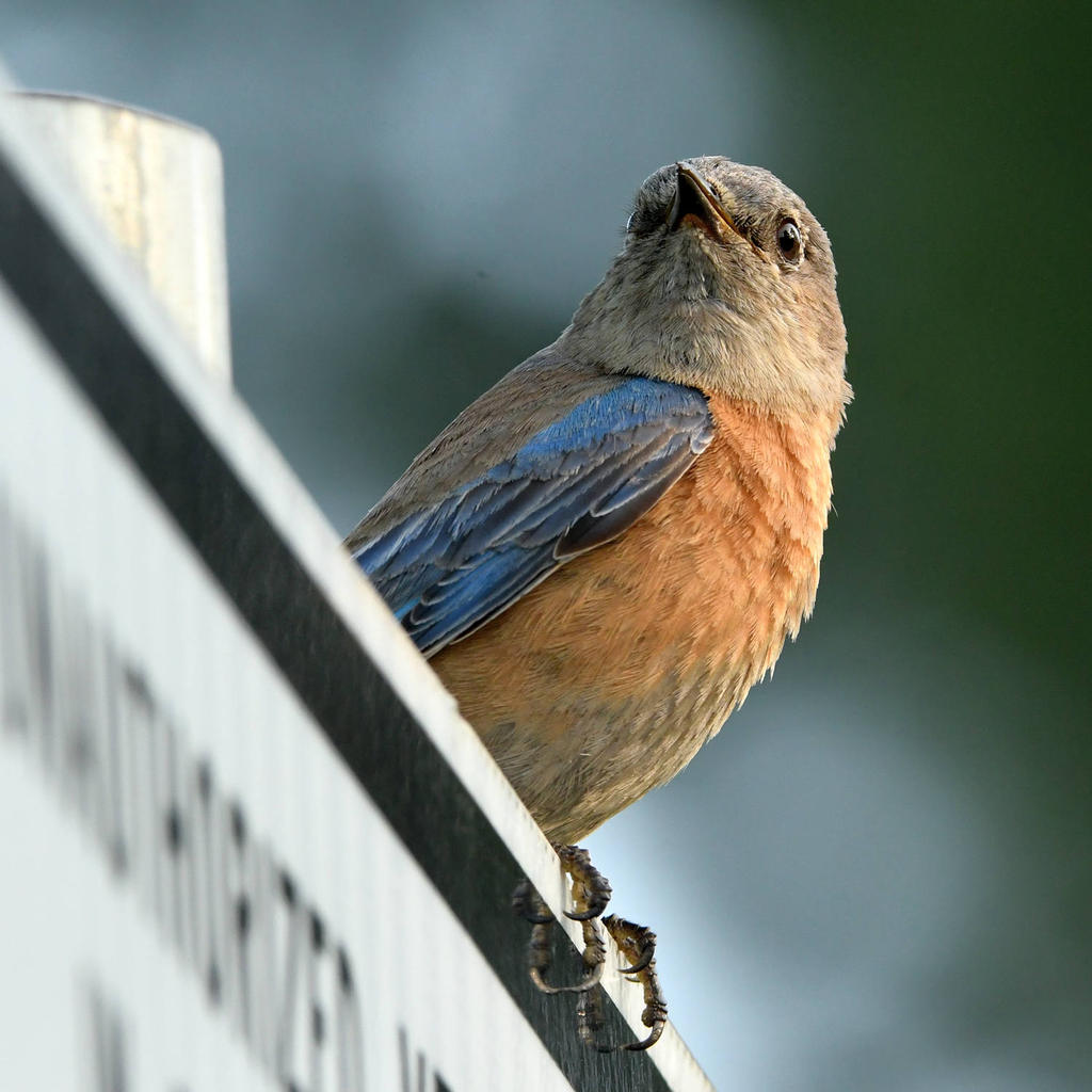 Bluebird4.jpg