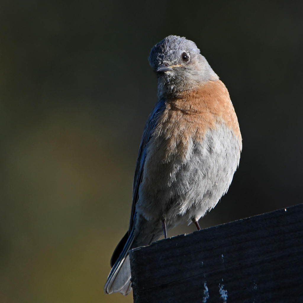 Bluebird4.jpg