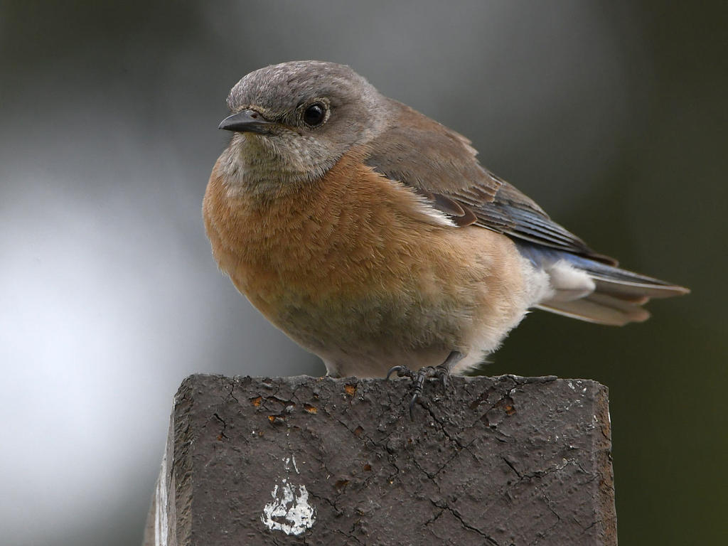 Bluebird4.jpg
