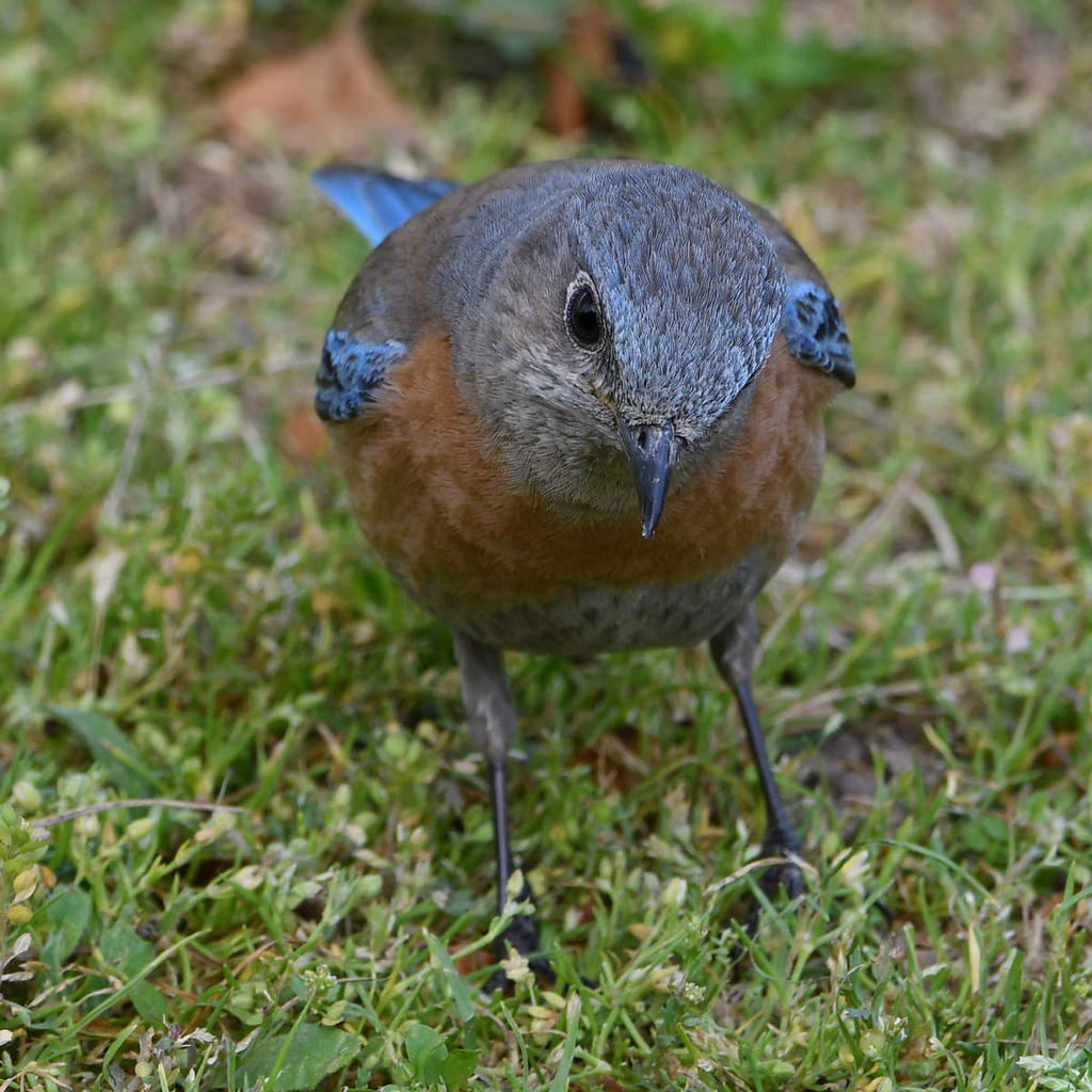 Bluebird4.jpg