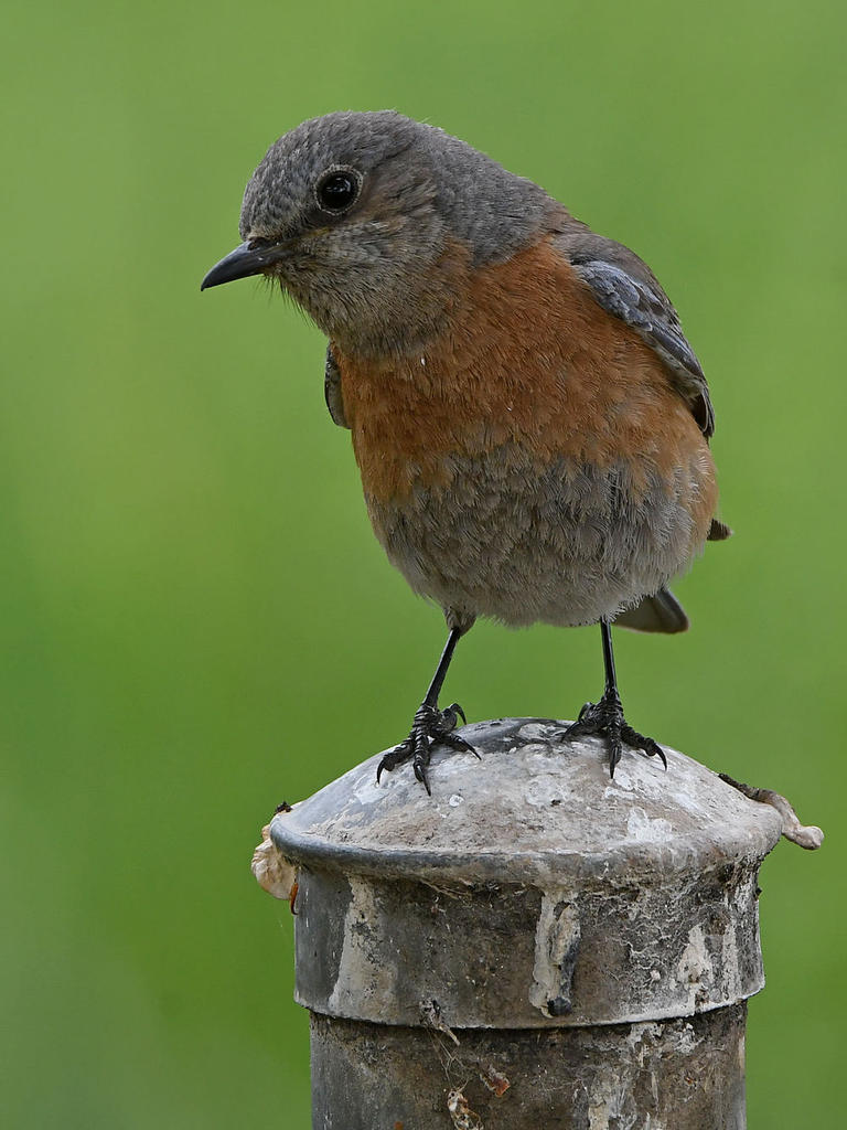 Bluebird4.jpg