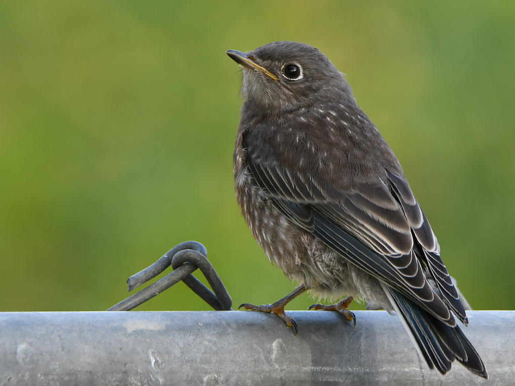 Bluebird4.jpg