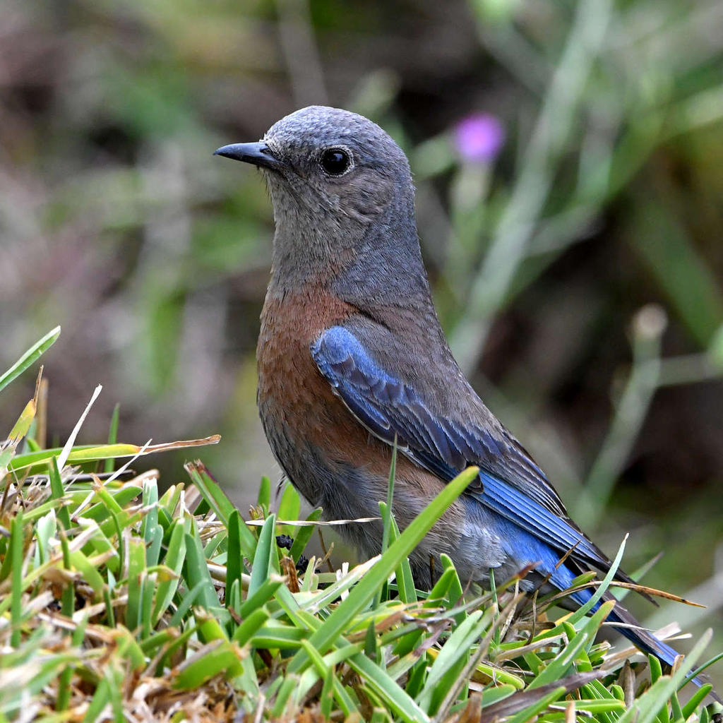 Bluebird4.jpg
