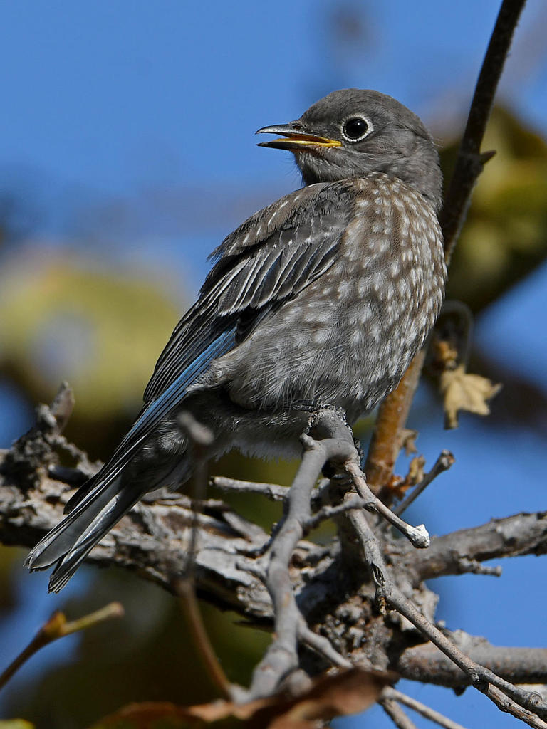 Bluebird4.jpg
