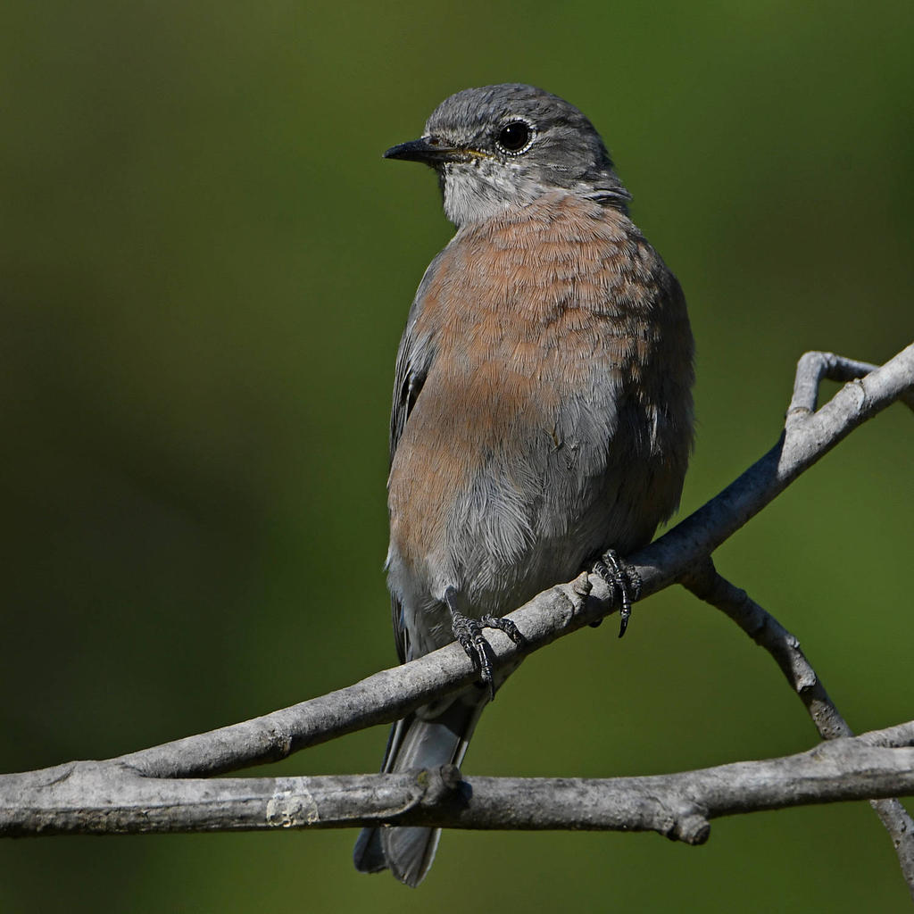 Bluebird4.jpg