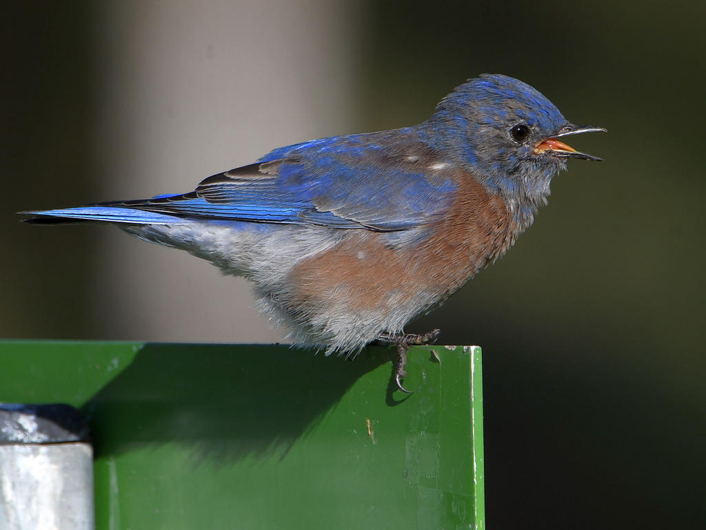 Bluebird4.jpg
