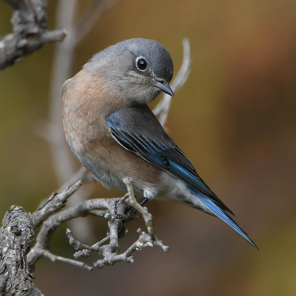 Bluebird4.jpg
