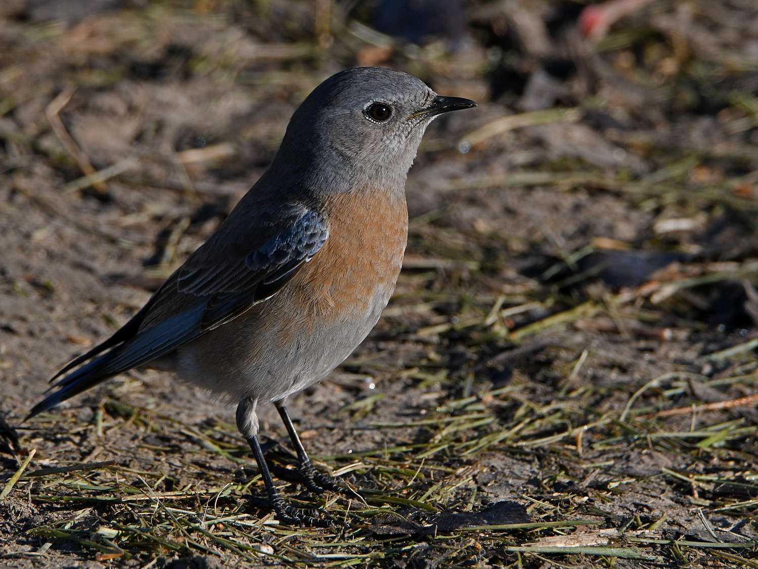 Bluebird4.jpg