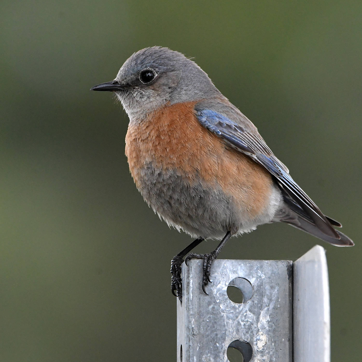 Bluebird4.jpg
