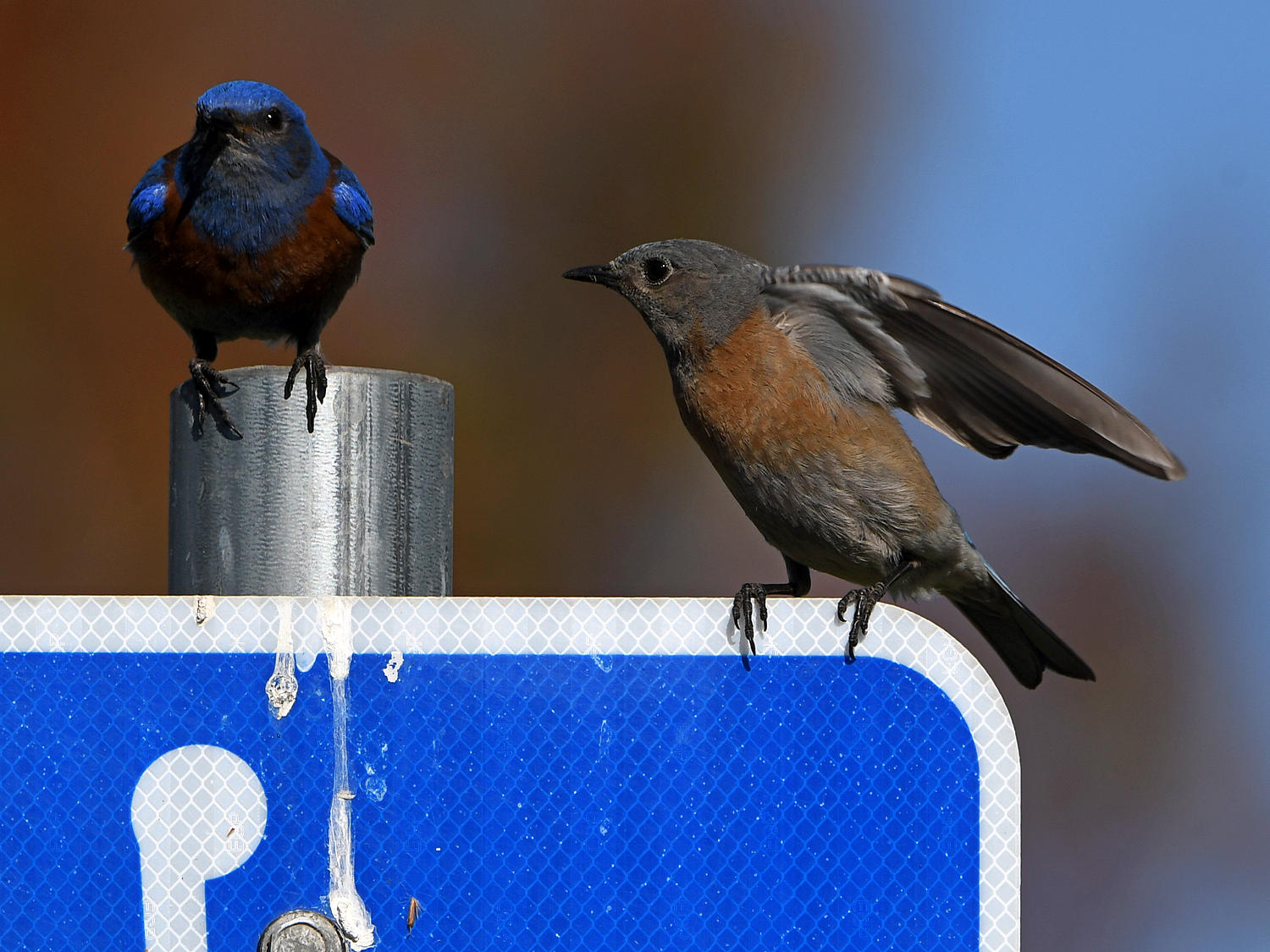 Bluebird4.jpg