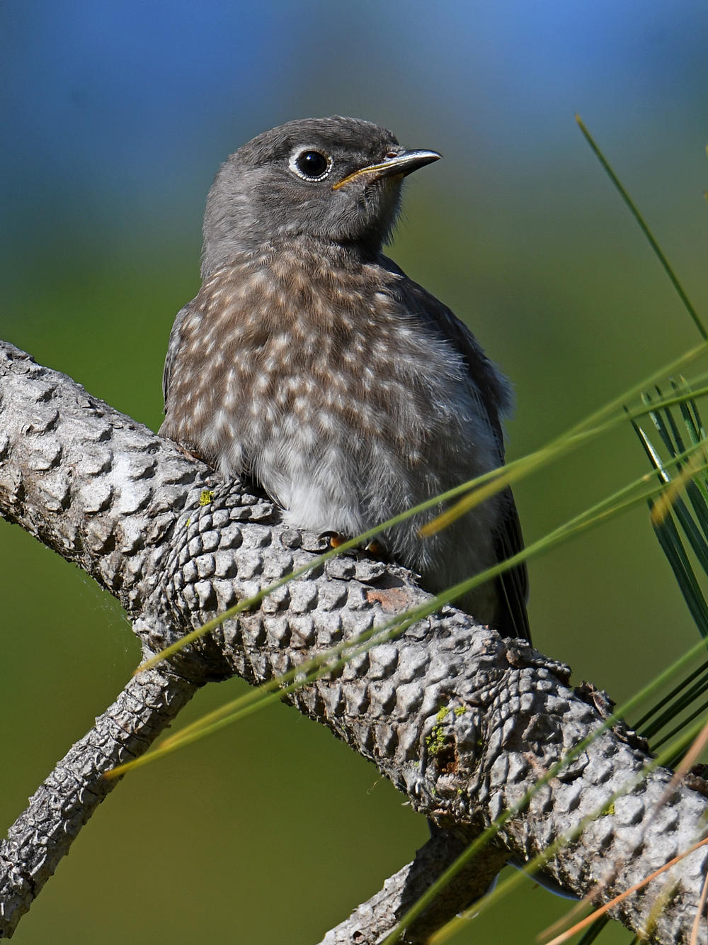 Bluebird4.jpg