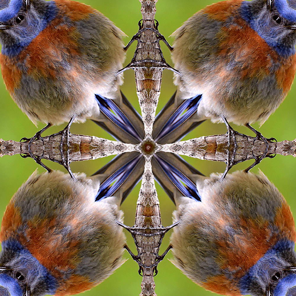 Bluebird4UpSmall.jpg