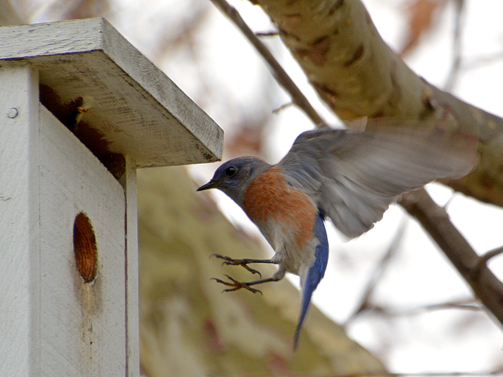 Bluebird5.jpg