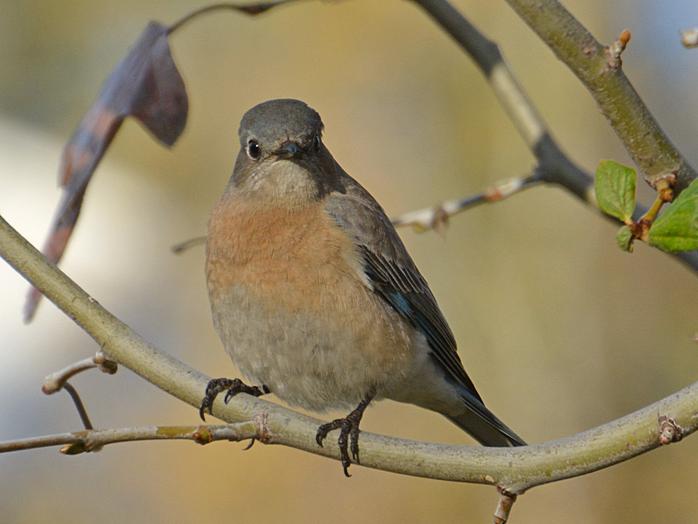 Bluebird5.jpg