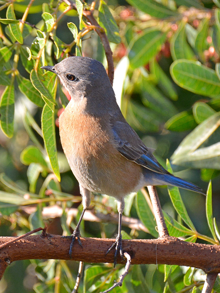 Bluebird5.jpg
