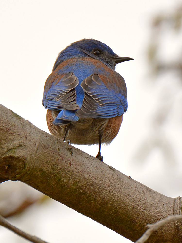 Bluebird5.jpg