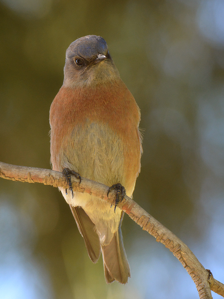 Bluebird5.jpg