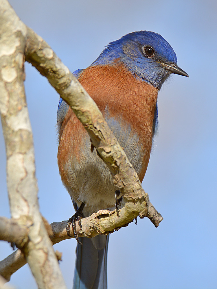 Bluebird5.jpg