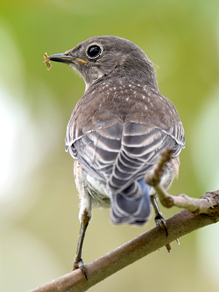 Bluebird5.jpg