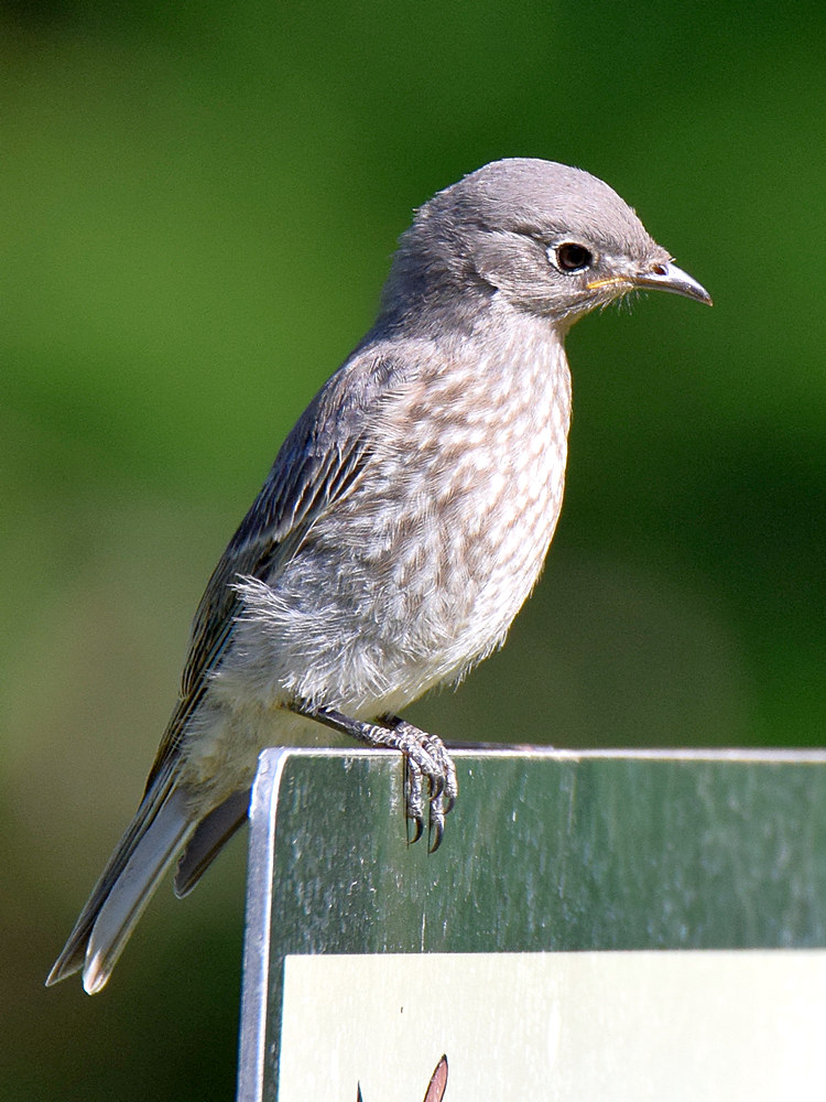 Bluebird5.jpg