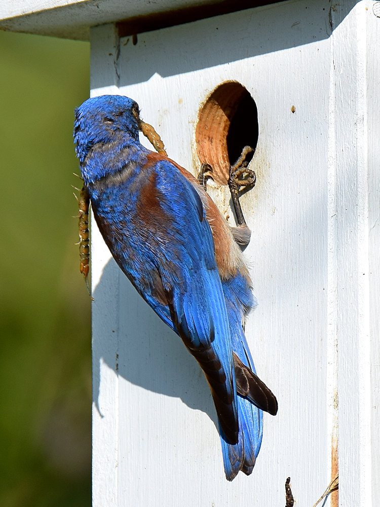 Bluebird5.jpg