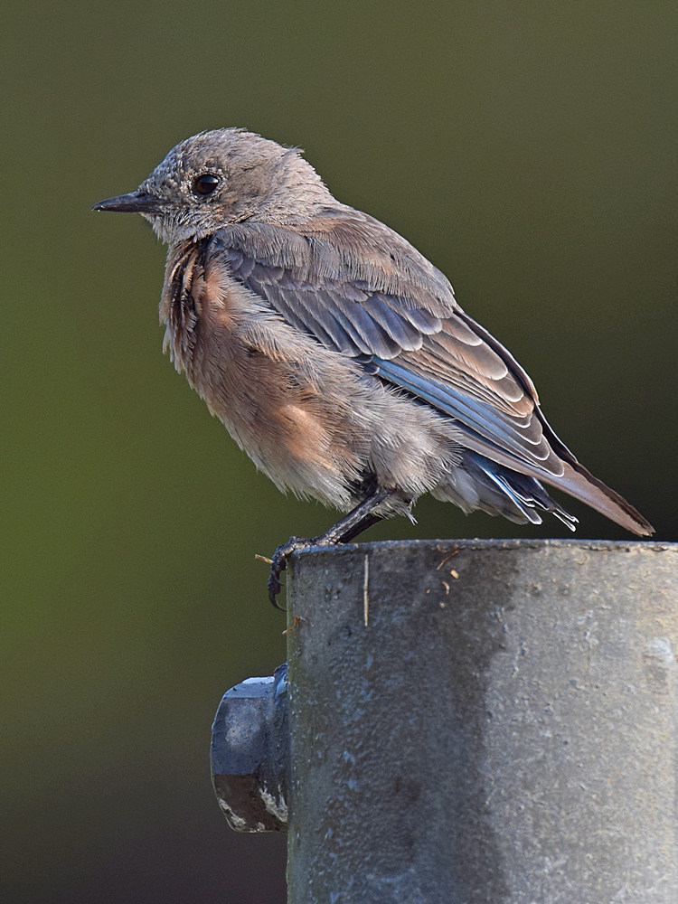 BlueBird5.jpg