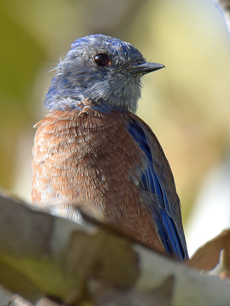 Bluebird5.jpg