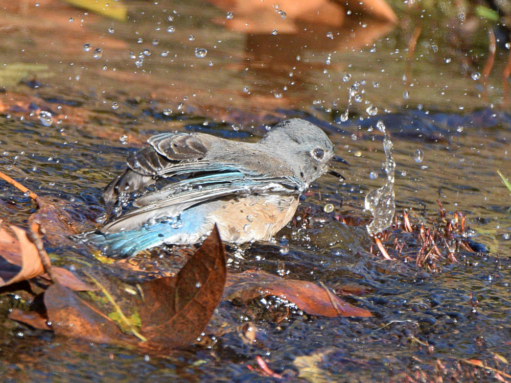 Bluebird5.jpg