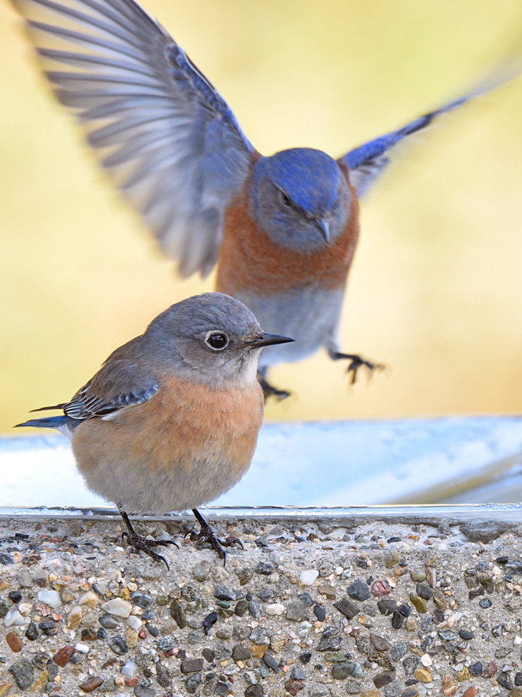 Bluebird5.jpg