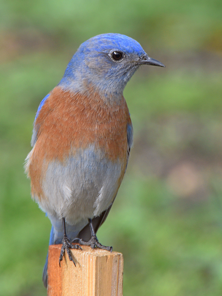 Bluebird5.jpg