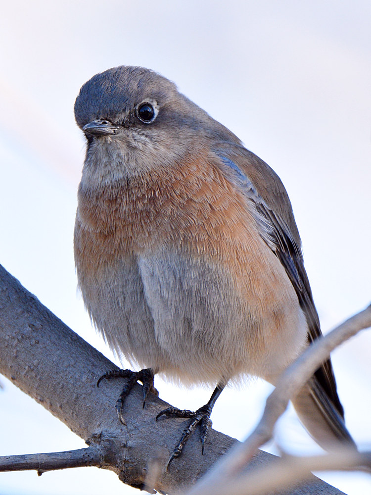 Bluebird5.jpg