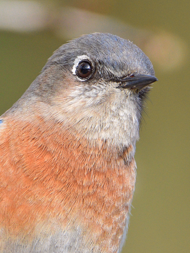 Bluebird5.jpg