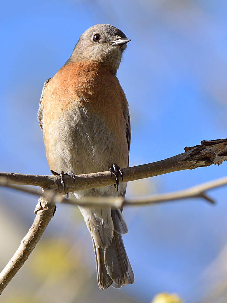 Bluebird5.jpg
