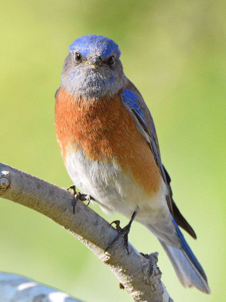 Bluebird5.jpg