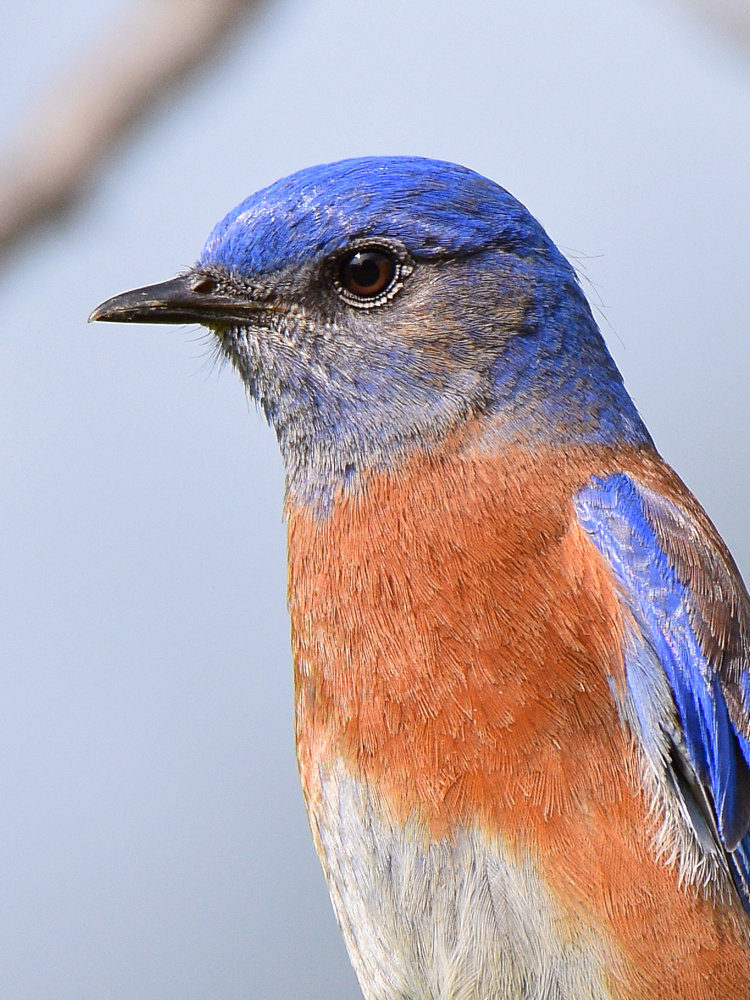 Bluebird5.jpg