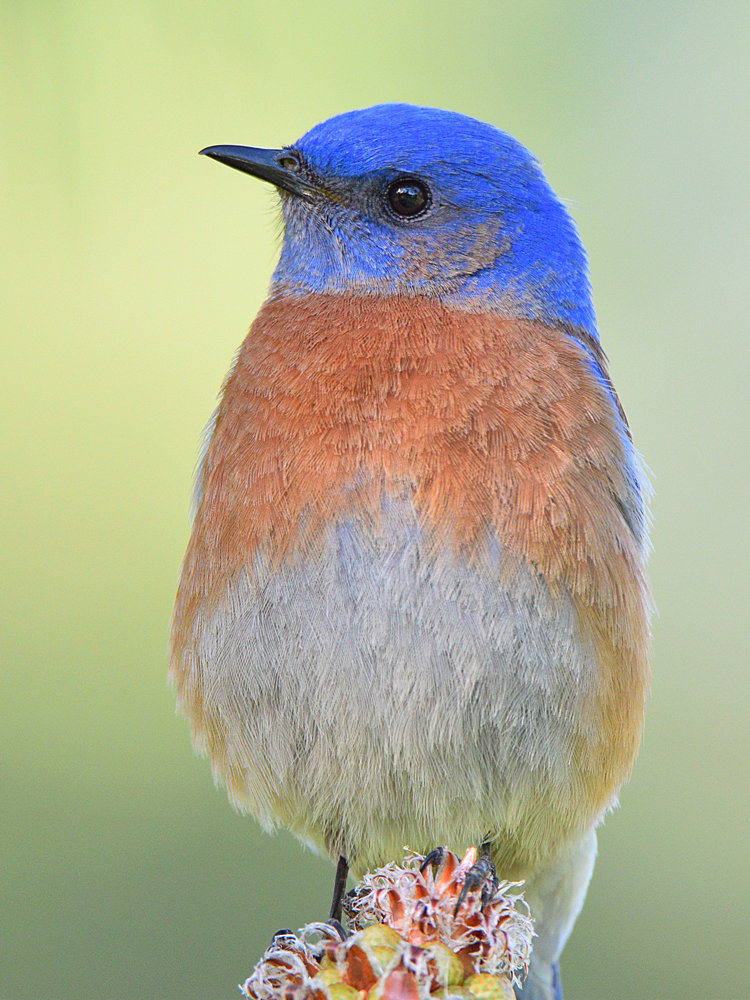 BlueBird5.jpg