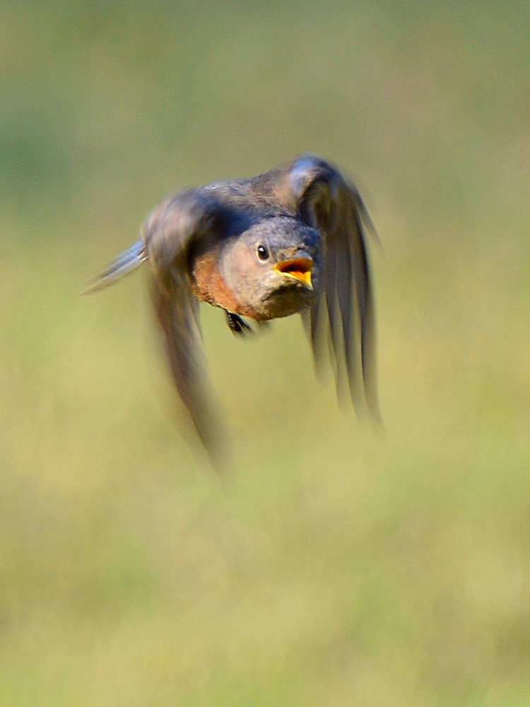Bluebird5.jpg