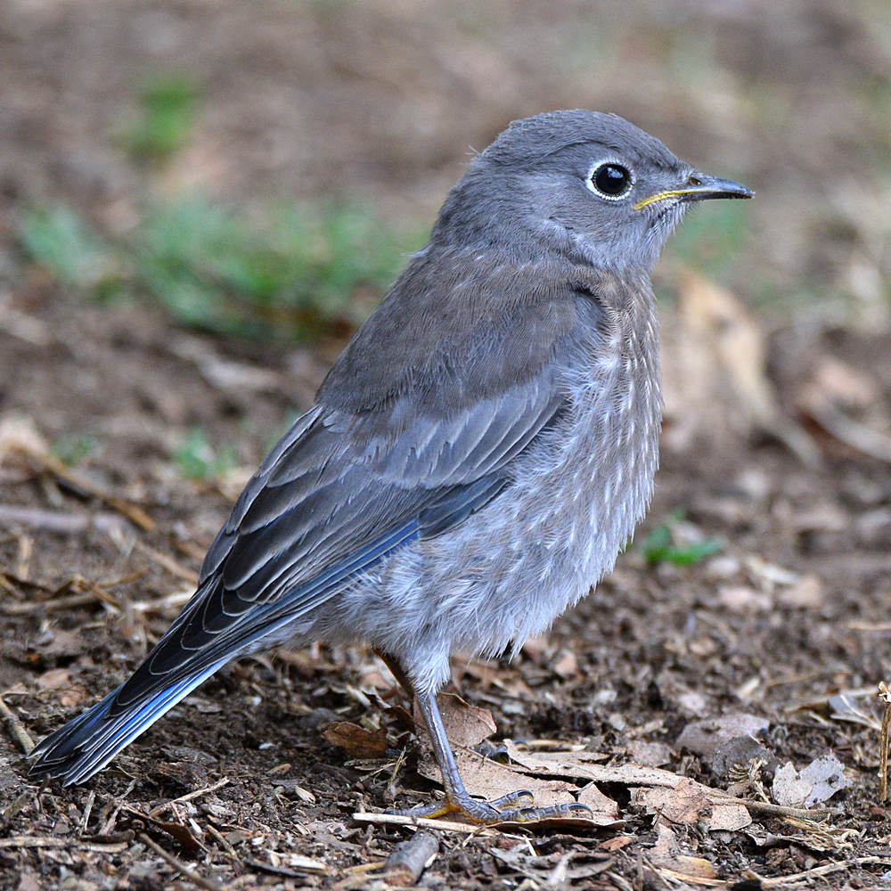 Bluebird5.jpg